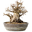 Carpinus coreana, 19 cm, ± 25 jaar oud