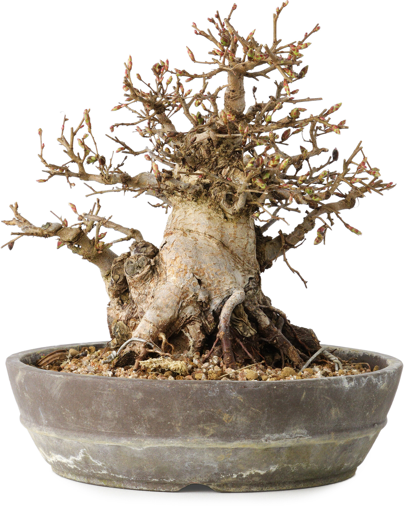 Carpinus coreana, 19 cm, ± 25 years old - Bonsai Plaza
