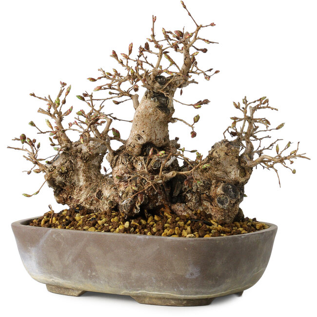 Carpinus coreana, 18 cm, ± 25 anni