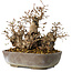 Carpinus coreana, 18 cm, ± 25 jaar oud
