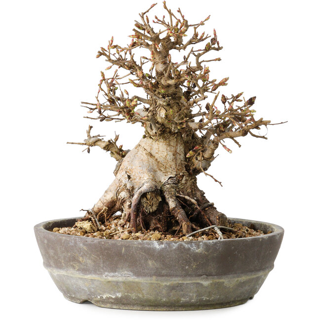 Carpinus coreana, 19 cm, ± 25 anni