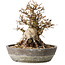 Carpinus coreana, 19 cm, ± 25 jaar oud