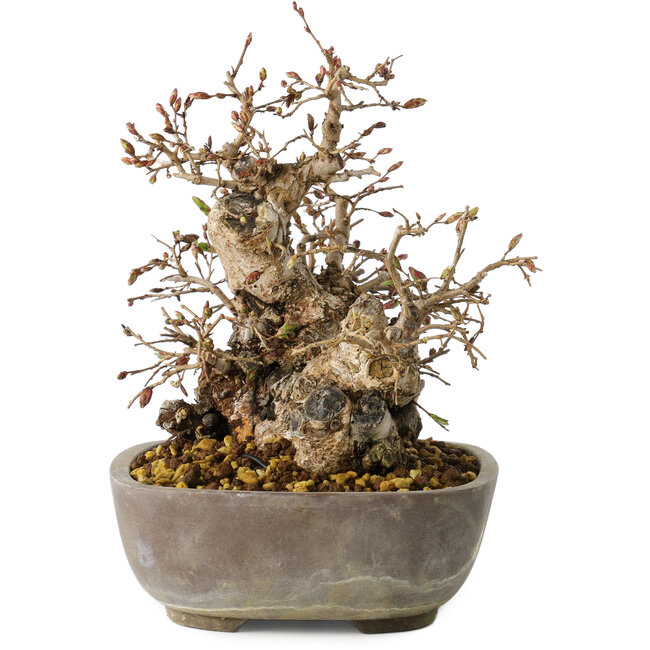 Carpinus coreana, 18 cm, ± 25 anni