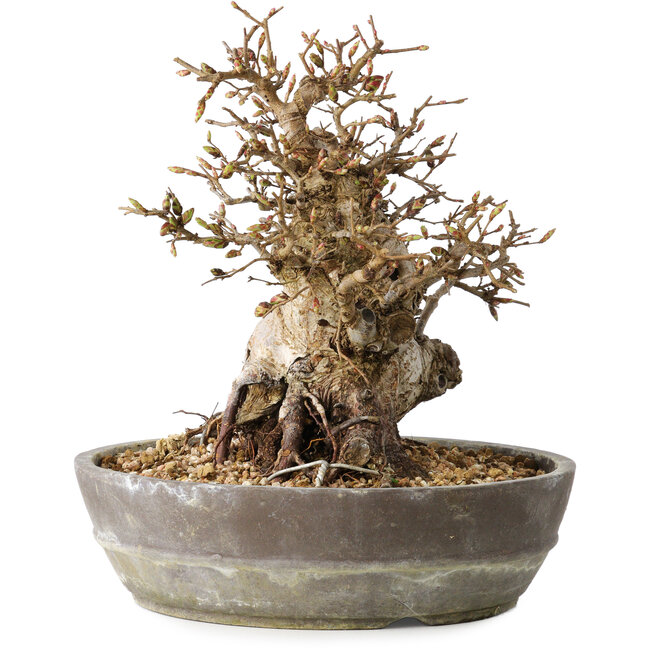 Carpinus coreana, 19 cm, ± 25 ans