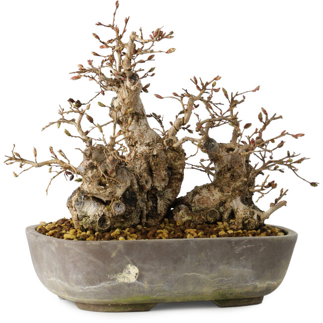 Carpinus coreana, 18 cm, ± 25 anni