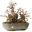Carpinus coreana, 18 cm, ± 25 jaar oud