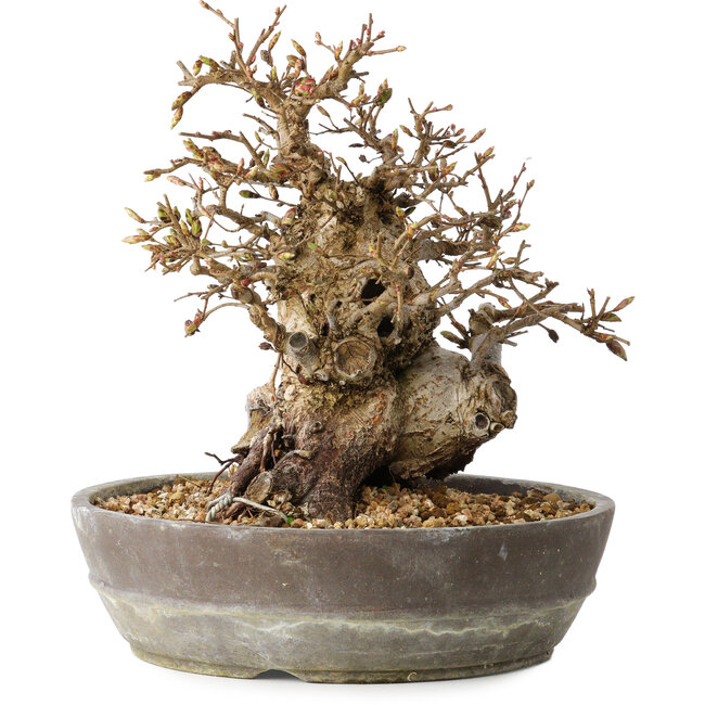 Carpinus coreana, 19 cm, ± 25 años