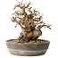 Carpinus coreana, 19 cm, ± 25 jaar oud