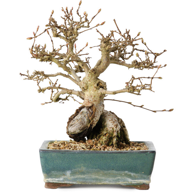Carpinus coreana, 18 cm, ± 25 jaar oud