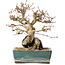 Carpinus coreana, 18 cm, ± 25 jaar oud