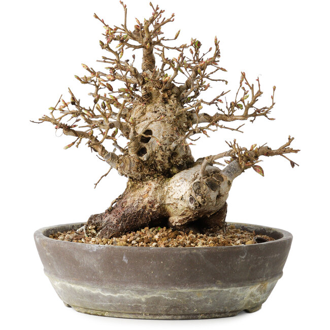 Carpinus coreana, 19 cm, ± 25 Jahre alt