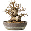 Carpinus coreana, 19 cm, ± 25 jaar oud