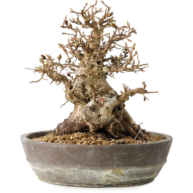 Carpinus coreana, 19 cm, ± 25 years old