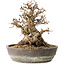Carpinus coreana, 19 cm, ± 25 jaar oud