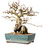 Carpinus coreana, 18 cm, ± 25 jaar oud