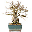 Carpinus coreana, 18 cm, ± 25 jaar oud