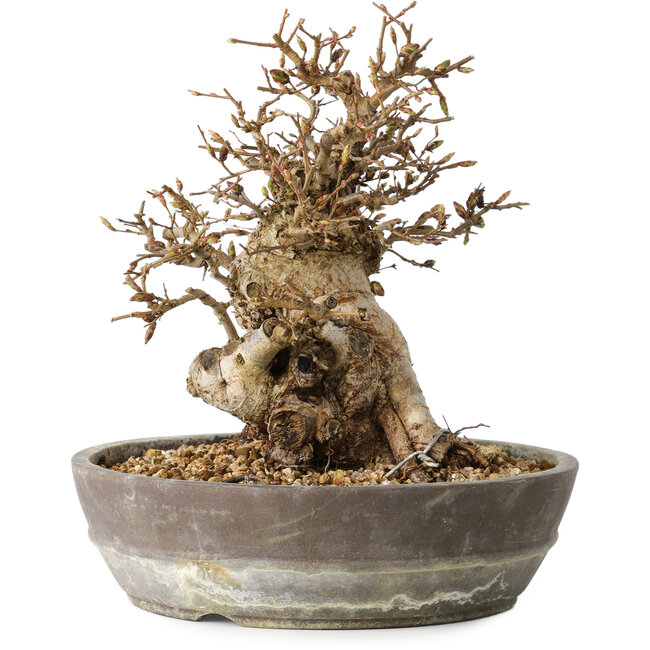 Carpinus coreana, 19 cm, ± 25 Jahre alt