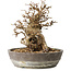Carpinus coreana, 19 cm, ± 25 jaar oud