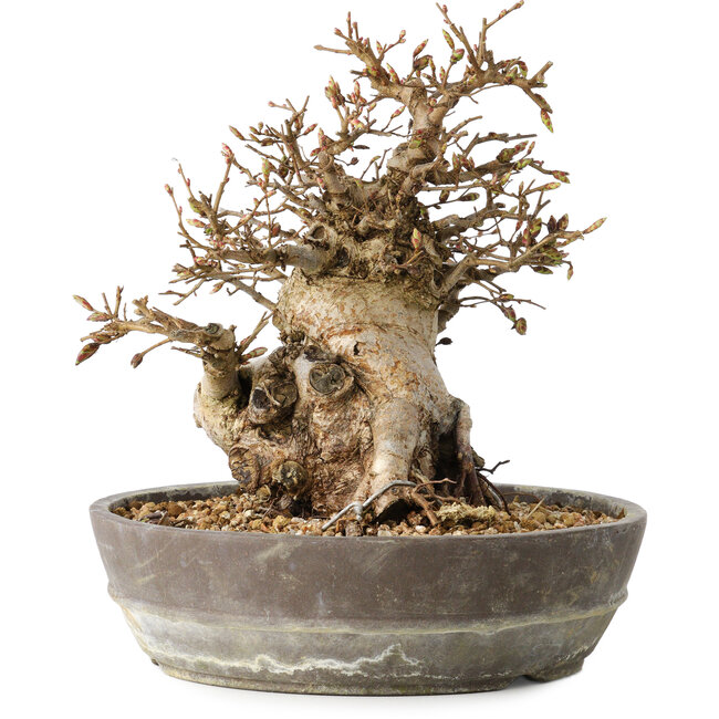 Carpinus coreana, 19 cm, ± 25 jaar oud