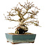 Carpinus coreana, 18 cm, ± 25 jaar oud