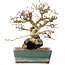 Carpinus coreana, 18 cm, ± 25 jaar oud
