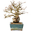 Carpinus coreana, 18 cm, ± 25 jaar oud