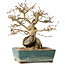 Carpinus coreana, 18 cm, ± 25 jaar oud