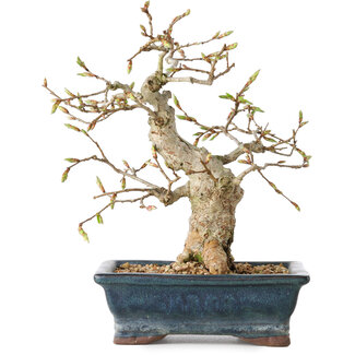 Carpinus coreana, 19 cm, ± 25 jaar oud