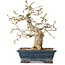 Carpinus coreana, 19 cm, ± 25 jaar oud