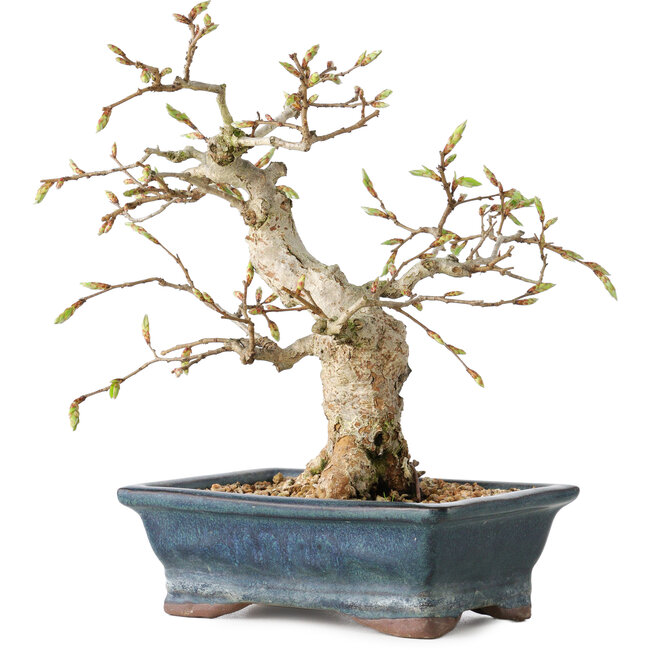 Carpinus coreana, 19 cm, ± 25 ans