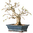 Carpinus coreana, 19 cm, ± 25 jaar oud