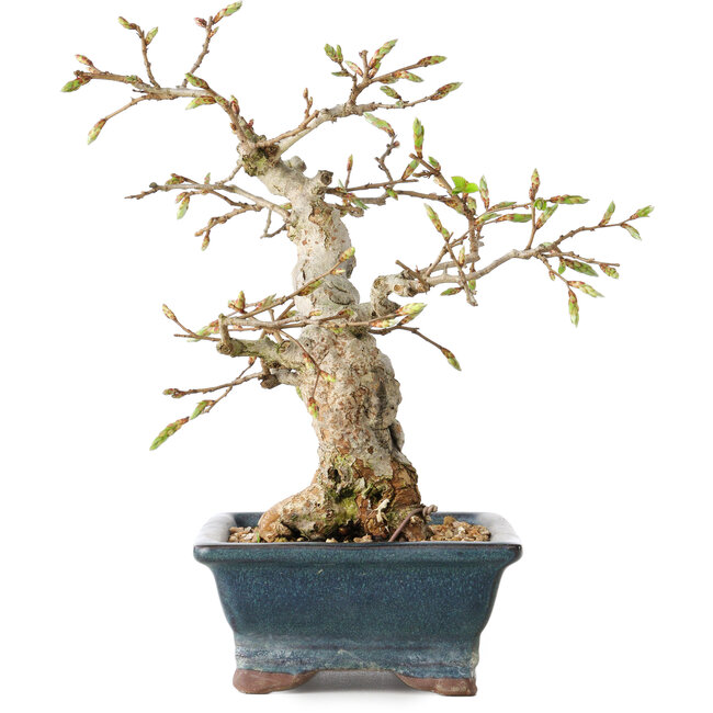 Carpinus coreana, 19 cm, ± 25 ans