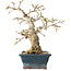Carpinus coreana, 19 cm, ± 25 jaar oud