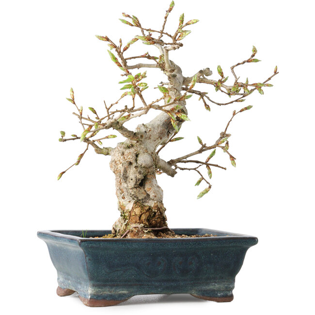 Carpinus coreana, 19 cm, ± 25 anni