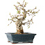 Carpinus coreana, 19 cm, ± 25 jaar oud