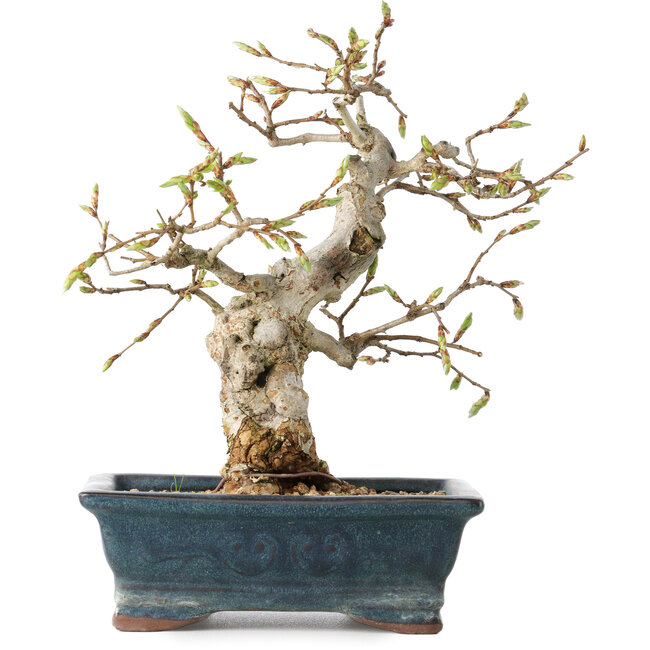 Carpinus coreana, 19 cm, ± 25 ans
