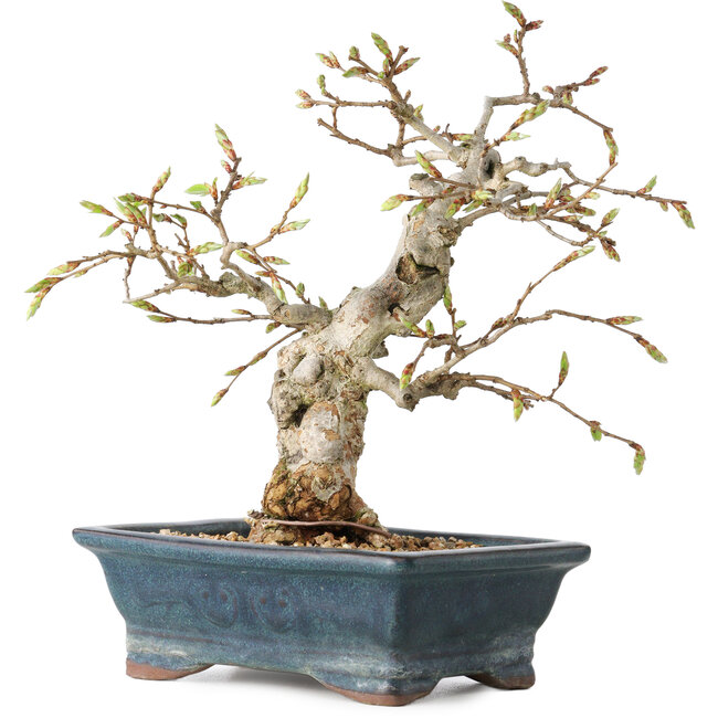 Carpinus coreana, 19 cm, ± 25 jaar oud