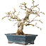 Carpinus coreana, 19 cm, ± 25 jaar oud