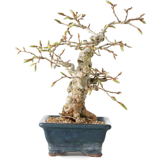 Carpinus coreana, 19 cm, ± 25 anni
