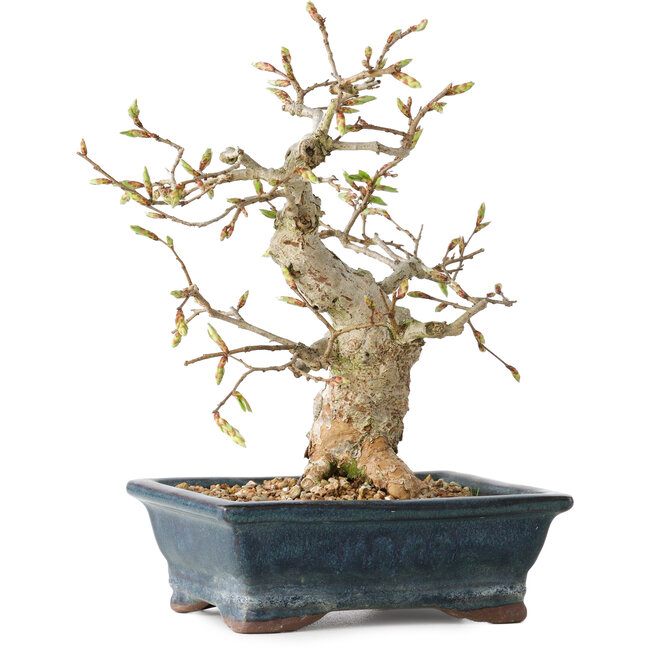 Carpinus coreana, 19 cm, ± 25 anni