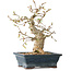 Carpinus coreana, 19 cm, ± 25 jaar oud