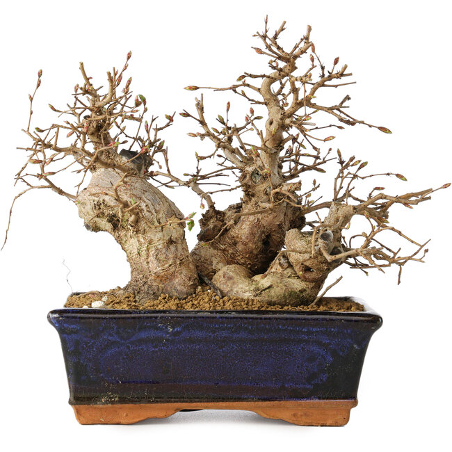Carpinus coreana, 15 cm, ± 25 jaar oud