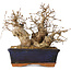 Carpinus coreana, 15 cm, ± 25 jaar oud