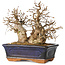 Carpinus coreana, 15 cm, ± 25 jaar oud