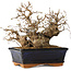 Carpinus coreana, 15 cm, ± 25 jaar oud