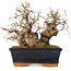 Carpinus coreana, 15 cm, ± 25 jaar oud