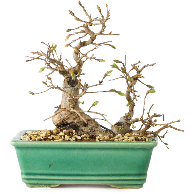 Carpinus coreana, 17 cm, ± 25 ans