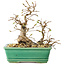 Carpinus coreana, 17 cm, ± 25 ans