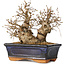 Carpinus coreana, 15 cm, ± 25 jaar oud