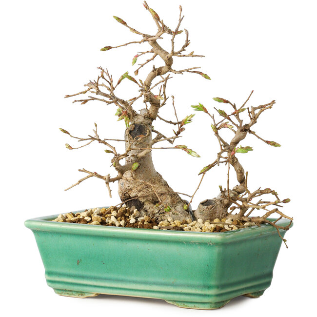 Carpinus coreana, 17 cm, ± 25 years old